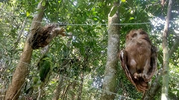 6 tháng 11, 2024 tập 1 đi bẫy chim rừng