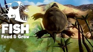 【Feed and Grow: Fish】#6 アップデート！沼と亀！・・・飛べる亀？！(実況プレイ) screenshot 2