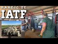 IATF na novilhada comercial!!! - EP 11