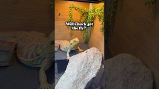 Did You Guess Yes Or No?