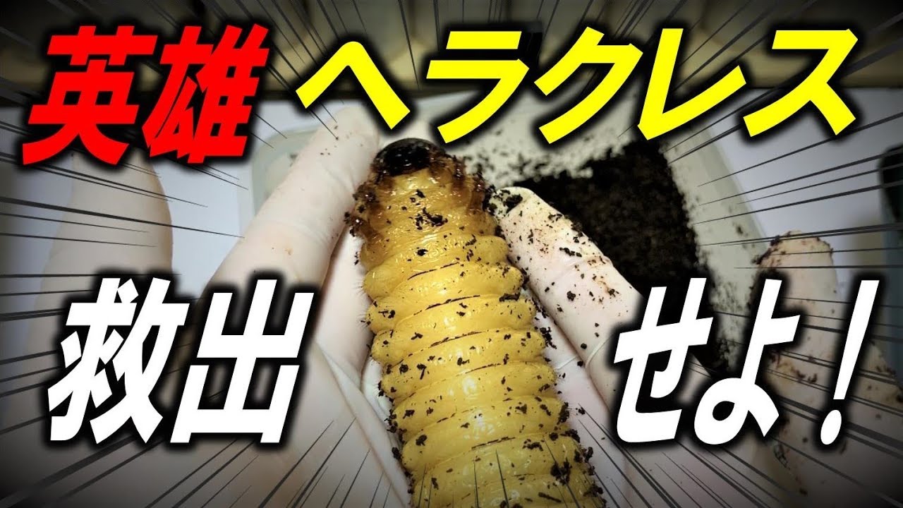 神経が擦り減っちまう…ヘラクレスの角曲がり阻止はかなり難しかった