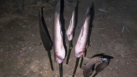 Bắt cá ao, thưởng thức món cá lóc nướng rơm kiểu miền tây