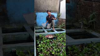 NEMU BANYAK ANAKAN IKAN LAHIR BARU DI KOLAM