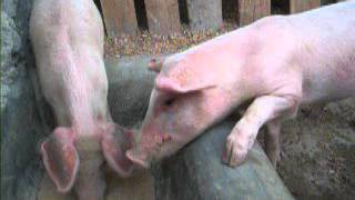 Rearing Pigs in Kenya.