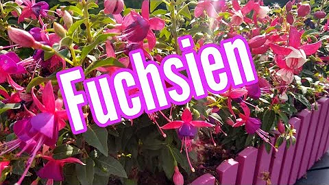 Wie gedeihen Fuchsien am besten?