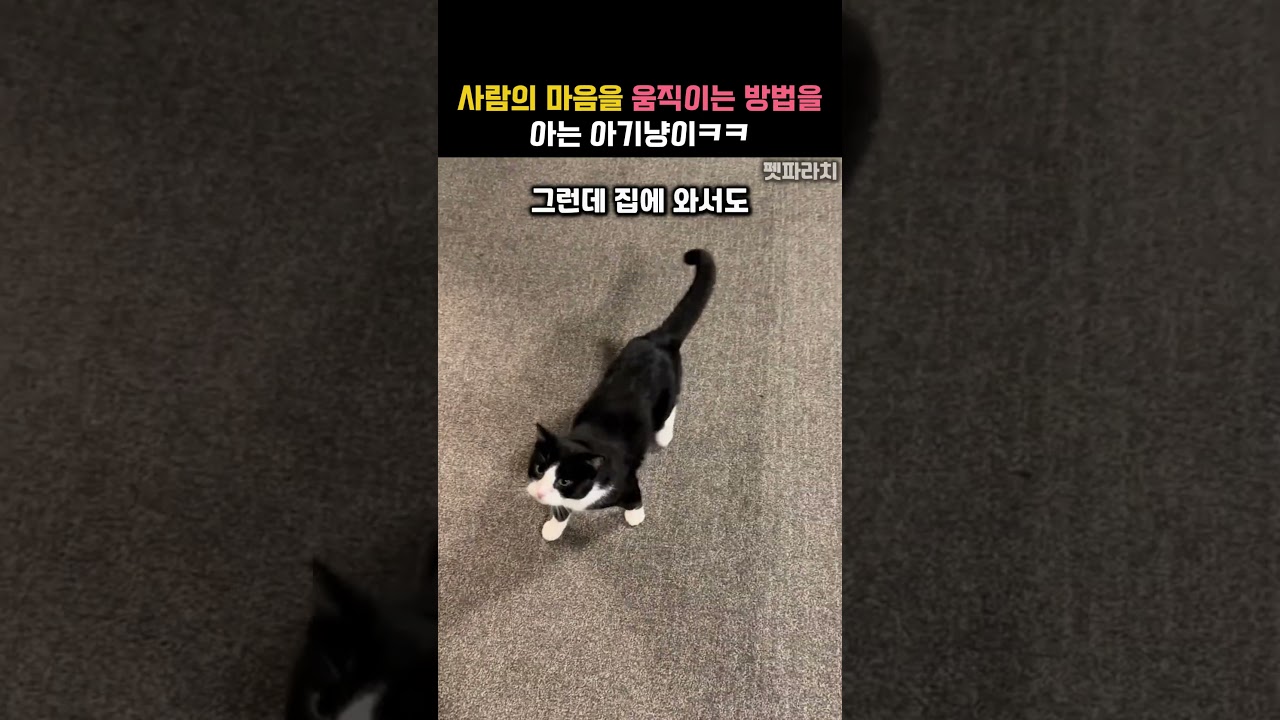 자기가 원하는 걸 얻는 방법을 아는 아기냥이ㅋㅋ #동물 #고양이