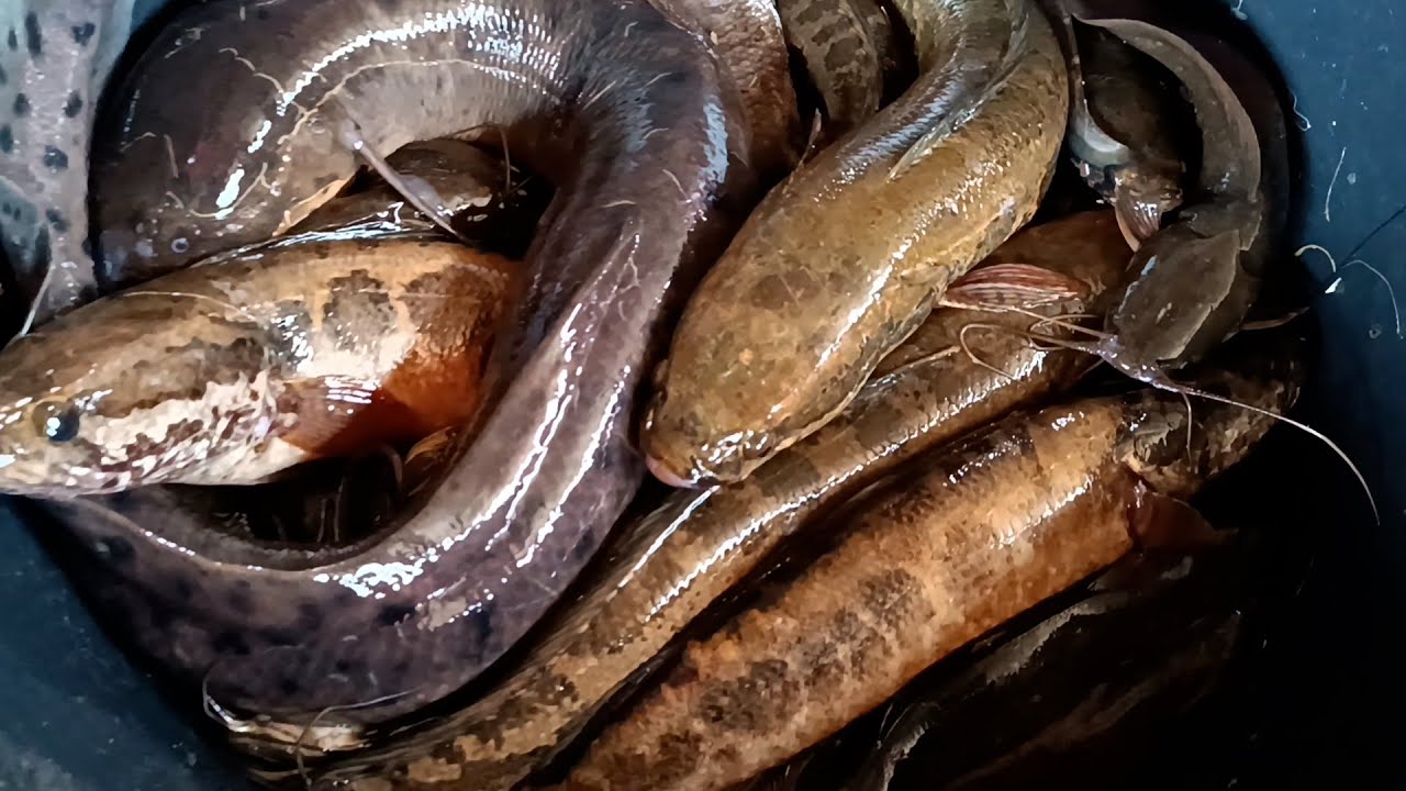 FARA FARA A LA DECOUVERTE DU VILLAGE PITA A MUANDA RDC KONGO CENTRAL