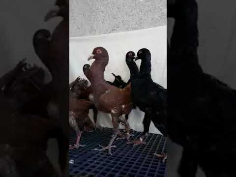 اجمل طيور مالتيز توب رفع