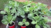 How to Propagate Perennial Tree Collards from Stem or Tip Cuttings - YouTube