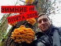 Опята Зимние,ПОДМОСКОВЬЕ 26.10.2018