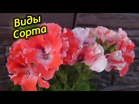 Лучшие сорта Королевской пеларгонии.