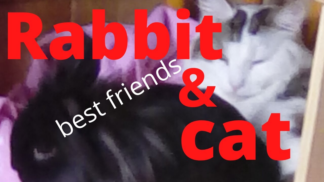 Cats and rabbits living together YouTube