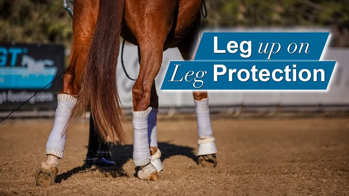 Protezione delle zampe del cavallo: guida all'uso delle fasce per la disciplina di dressage