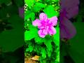 Leafy Haven Marghuzar Swat #marghuzar #nature #youtubeshorts #shorts