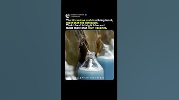 Horseshoe Crab Miracle Blood Explained 🧪 | Why Its Blue Blood Powers Our Vaccines 💉