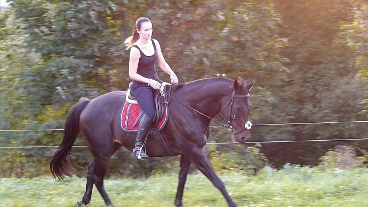 horse riding YouTube