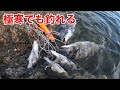 寒い冬を熱くさせる【チヌ】フカセ釣り