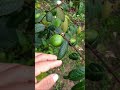 #frutas #campocolombiano #frutascolombianas poco a poco va creciendo mi huerto 🌱🌿🌳