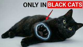 14 Reasons Black Cats Are Different From Every Other Cat