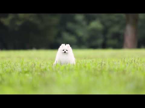 出張カメラマン　猫田晃広