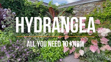 Hydrangeas in 4K  Everything you need to know Choose the Perfect Type for Your Garden in