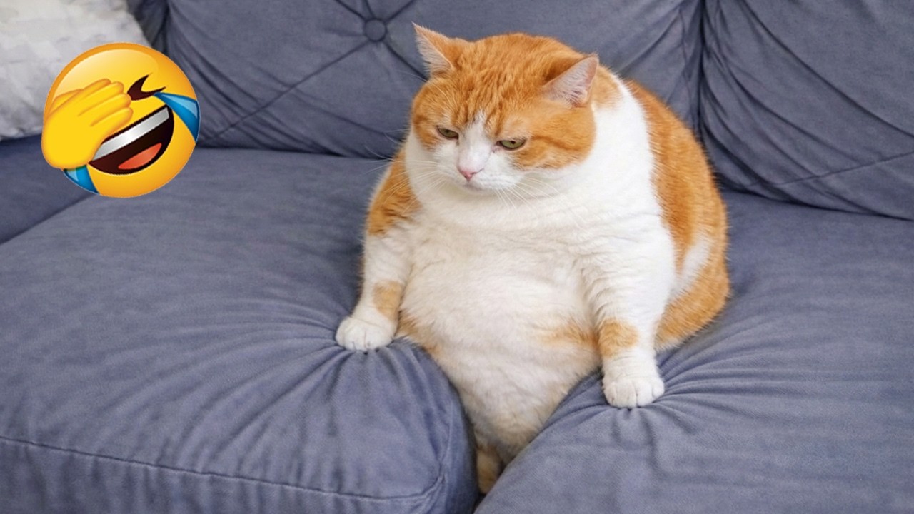 25.D1 Me. nyan | ねこちゃんきゃわいいTしゃつ 白猫でもない不思議ちゃん ぬいぐるみ