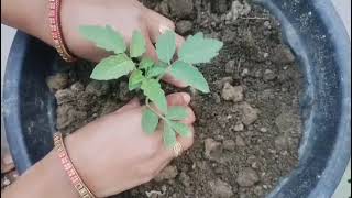 Apne garden mein Lagaye tamatar ke plant#repotting #gardening #ytshorts #viral