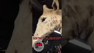 Johns Fu Dog Collection