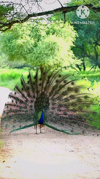 Pets  🦚  animals  🐓  Jorge agro  🐥  #shorts