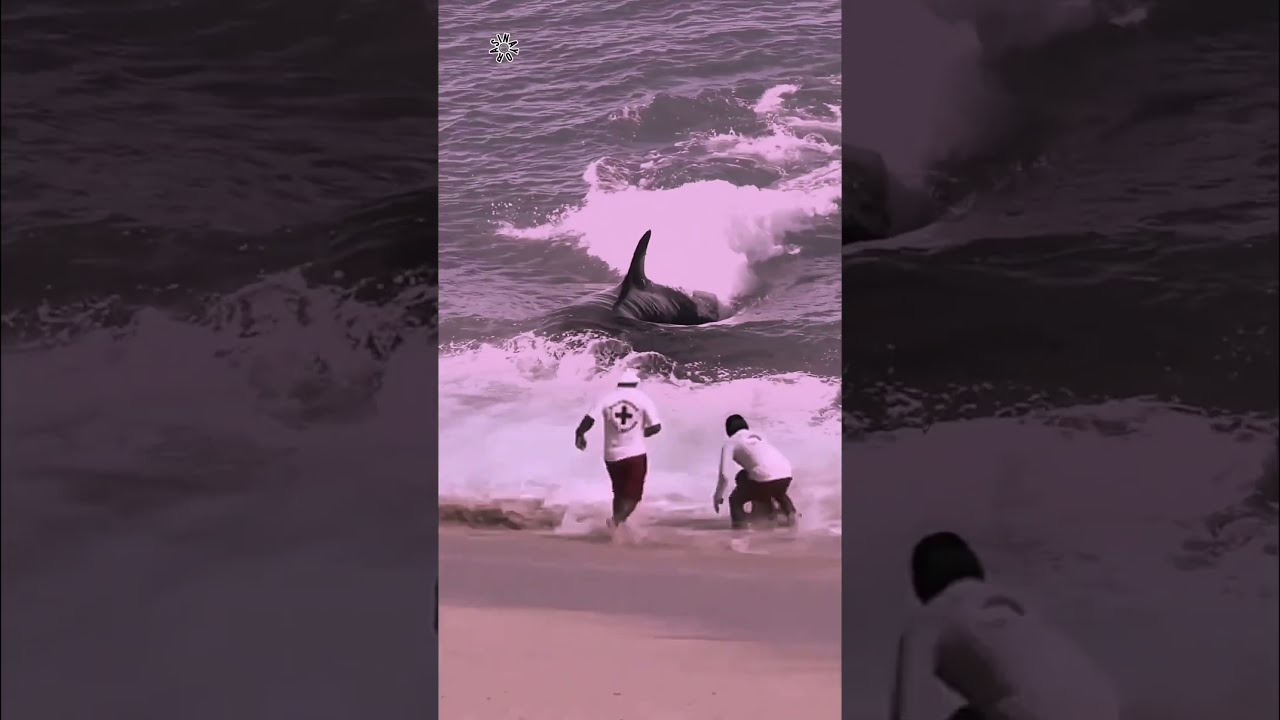 When The Biggest Orca Whale Targets Humans Feedshorts