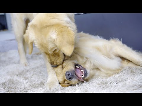 愛情不足な息子のスイカ君に何されても怒らないママのキャンディが優しすぎた!世界一優しいゴールデンレトリバー犬