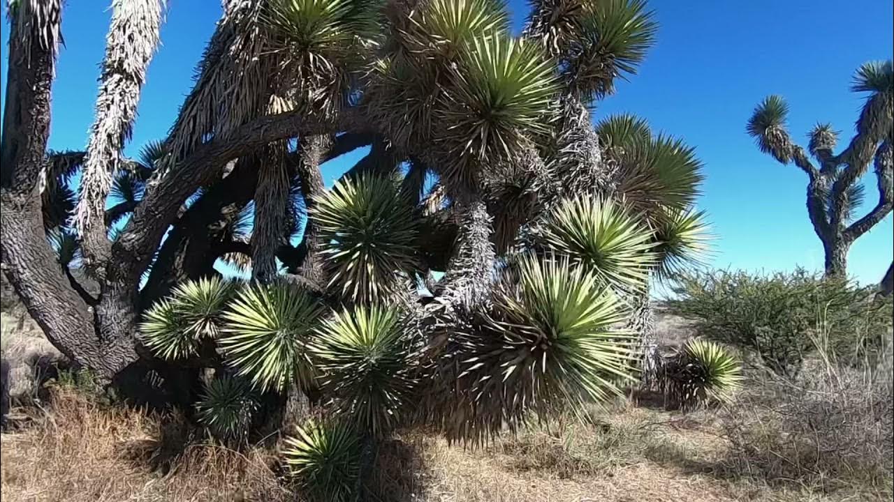 GoPro Edit Quik App Stabilization GoPro HyperSmooth YouTube