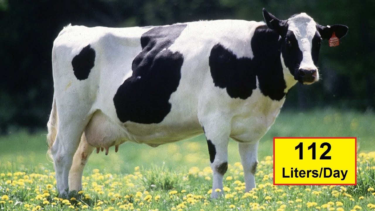 Highest Milk Producing Cattle Breeds In The World 10 Best Milking highest-milk-producing-cattle-breeds-in-the-world-10-best-milking