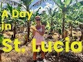 Things to Do in St. Lucia in One Day