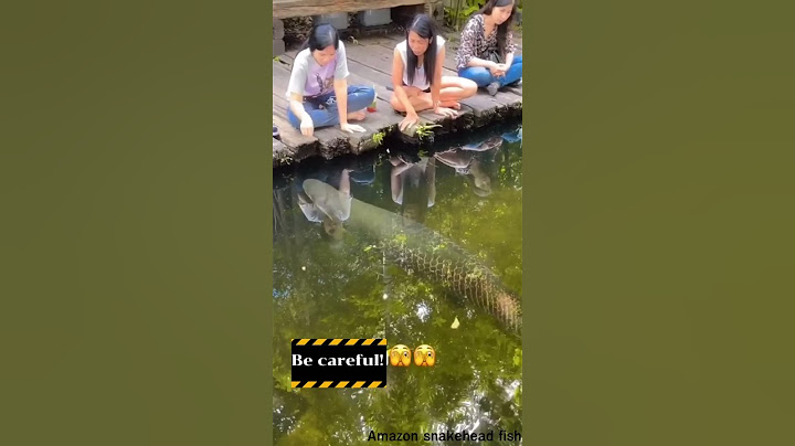 ตกใจหมด ปลาช่อนอเมซ่อน #Amazon snakehead fish.#