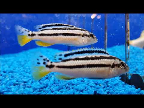 10 Fische für Aquarien ab 200 - 300 Liter - Aquariumset - das solltest