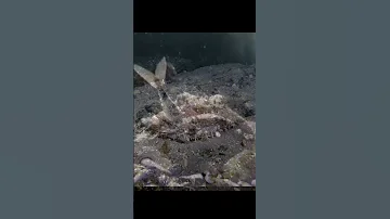 Атака морского черта