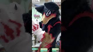 【fursuit/獣化#115】水曜のもふもふタイム🐾【ジュージュー/JuuJuu】#fursuit #獣化 #shorts