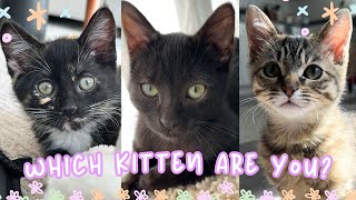 Which Kitten Best Describes You? by Bean, Mochi and George 217 views 1 month ago 25 seconds
