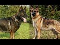 The Different Types of German Shepherds Which One Should You Get の動画、YouTube動画。