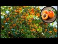 Modern apricot farming and harvesting  apricot drying process in agriculture technology