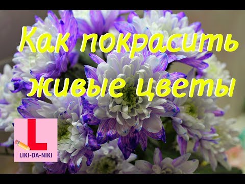 Как покрасить хризантемы в домашних условиях