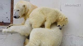 昼寝したい、なのに子供たちときたら~Polar Bears