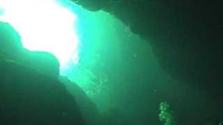 Manatee & Baby At King Spring - Crystal River