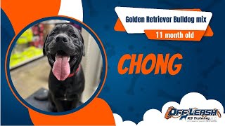 Dog Training Fort Wayne | 11 Month Old Golden Retriever Bulldog mix | Off Leash K9 Training