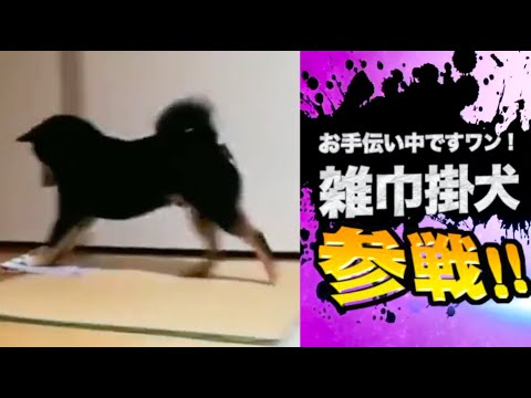 爆笑イッヌ全員参戦！！part86