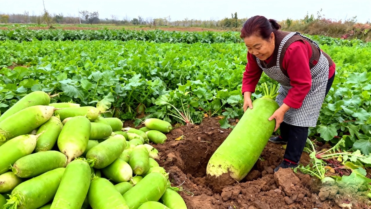 【唐小米】萝卜大丰收，唐奶奶分享萝卜脯的做法，咸香下饭大人小孩都爱吃