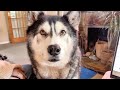 Talking husky helps look for new house or else