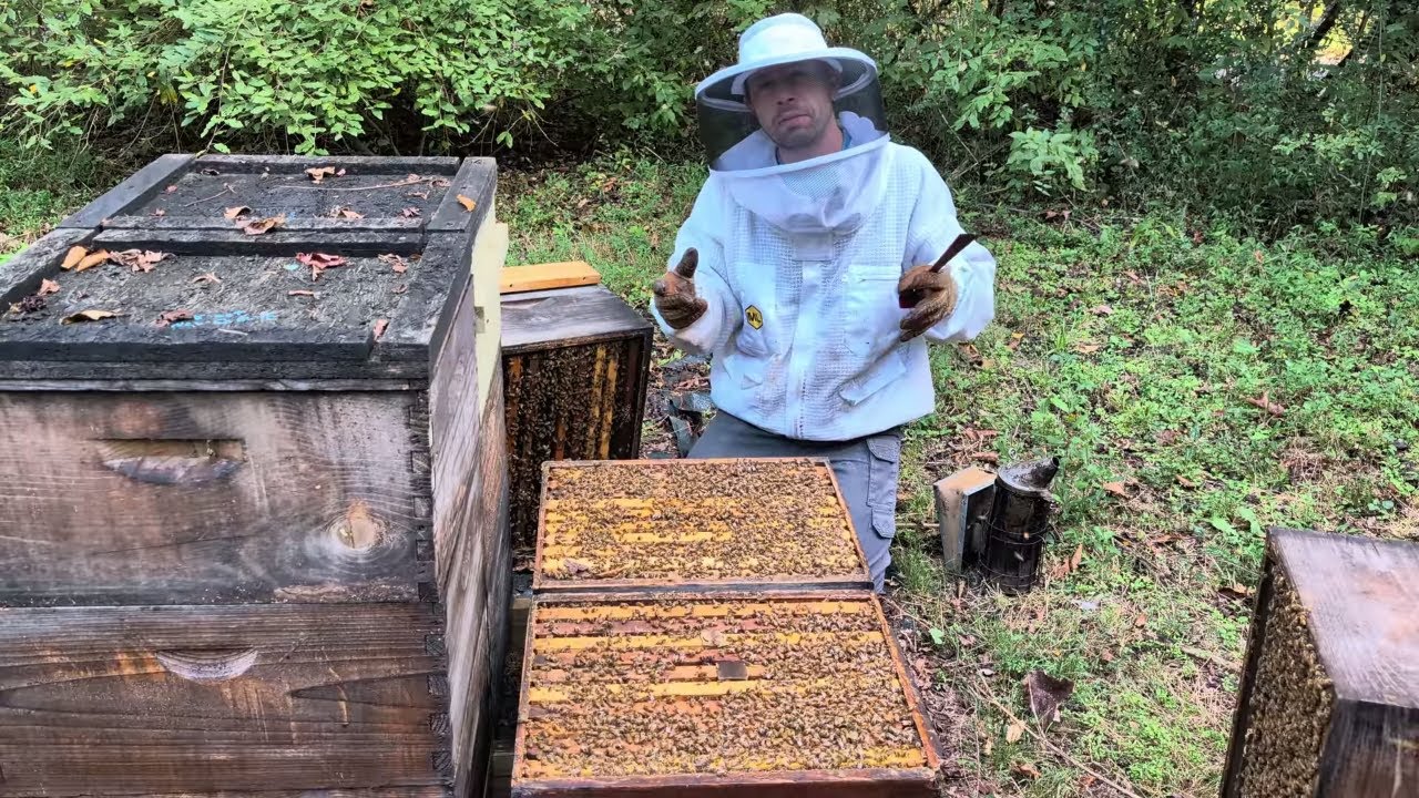 Почему пчеловодам никогда не следует пропускать работу с пчёлами в конце лета