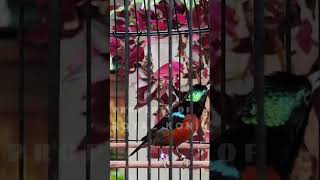 KONIN GACOR NGALAS PLECI NEMBAK KENARI 👑 #konin #kolibri #koningacorfullisian #masteranburung